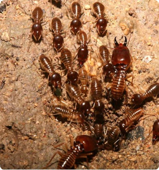 termite